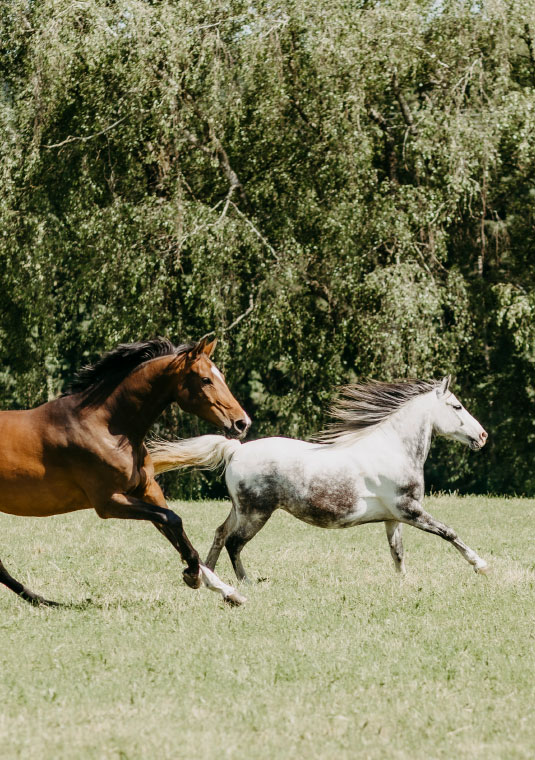 Biohof Greflgut - nachhaltige Landwirtschaft