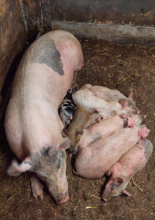 Biohof Greflgut - Schwein