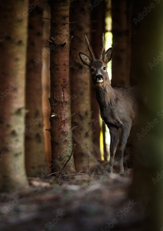Biohof Greflgut - Wild