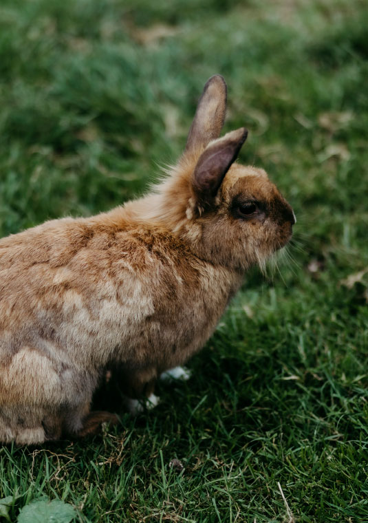 Hase, Huhn und Wachtel am Biohof Greflgut