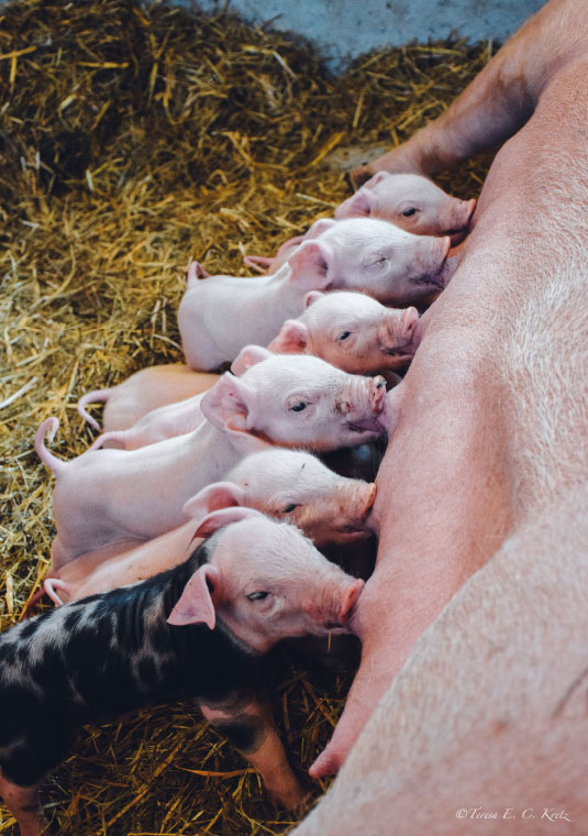 Schweine am Biohof Greflgut