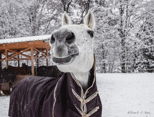 Urlaub am Biobauernhof Greflgut im Salzkammergut