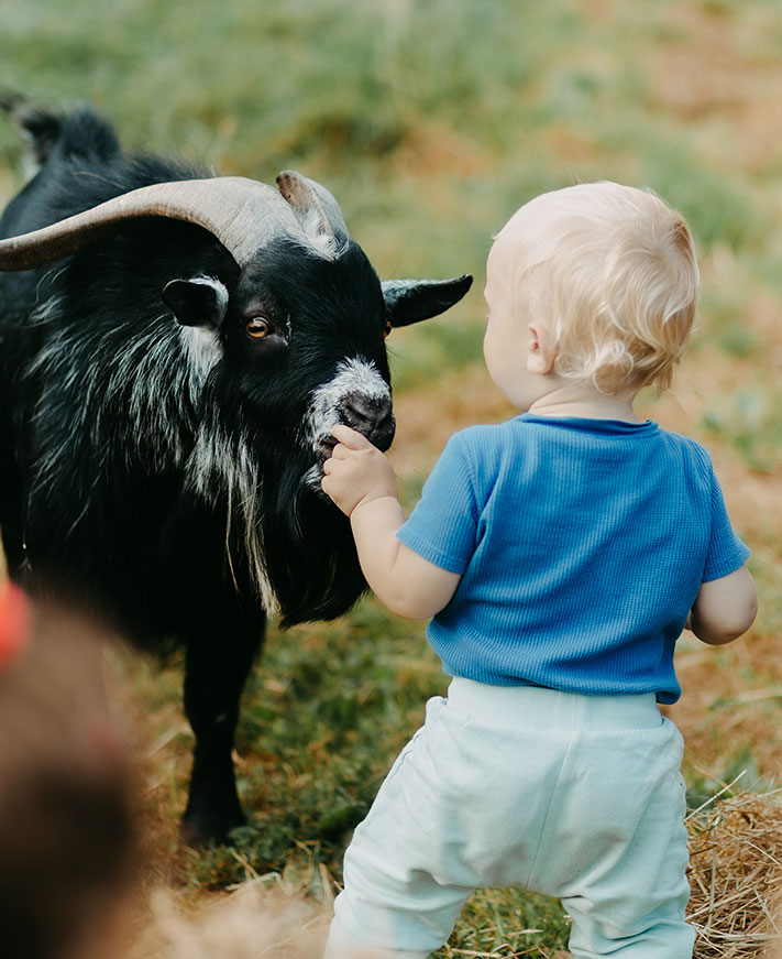 Tiere am Biohof Greflgut