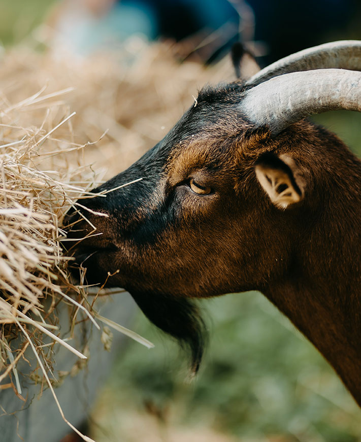 Tiere am Biohof Greflgut