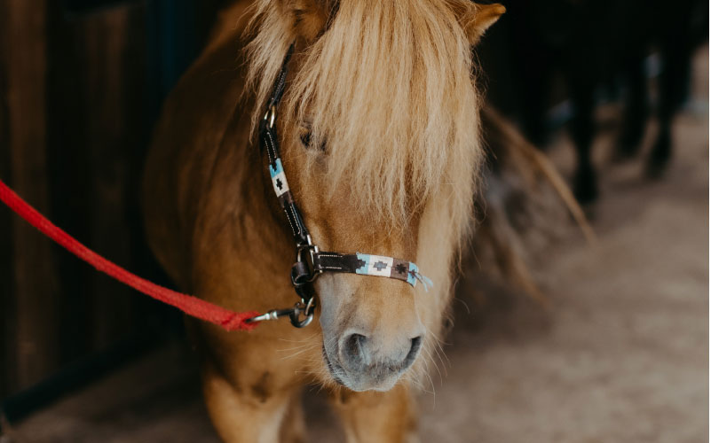 Pony am Pferdehof Greflgut im Salzkammergut nähe Attersee